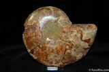 Beautiful Inch Cleoniceras Ammonite #362-1